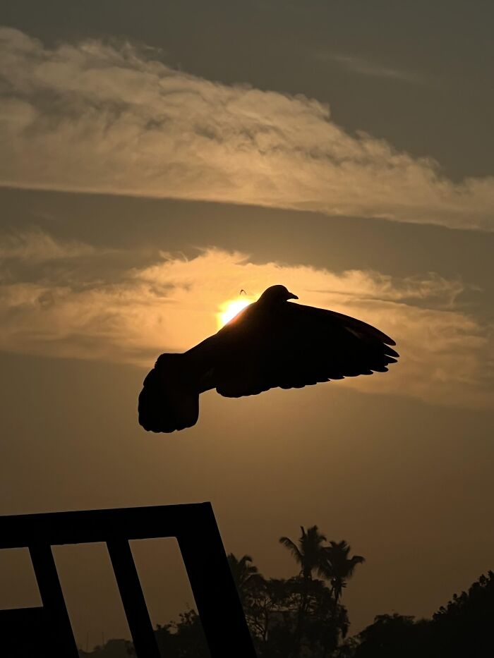 Silhouette of bird flying in front of sunset in incredible photo