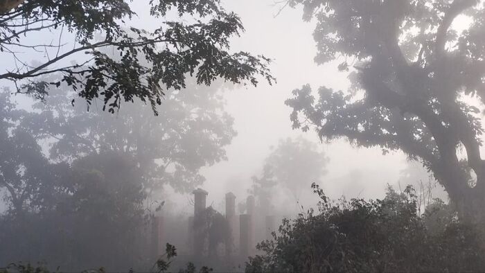 Foggy forest with silhouetted trees and gate captured in incredible moody photo