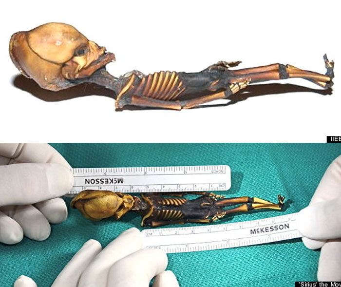 Mysterious alien-like skeleton measured with rulers