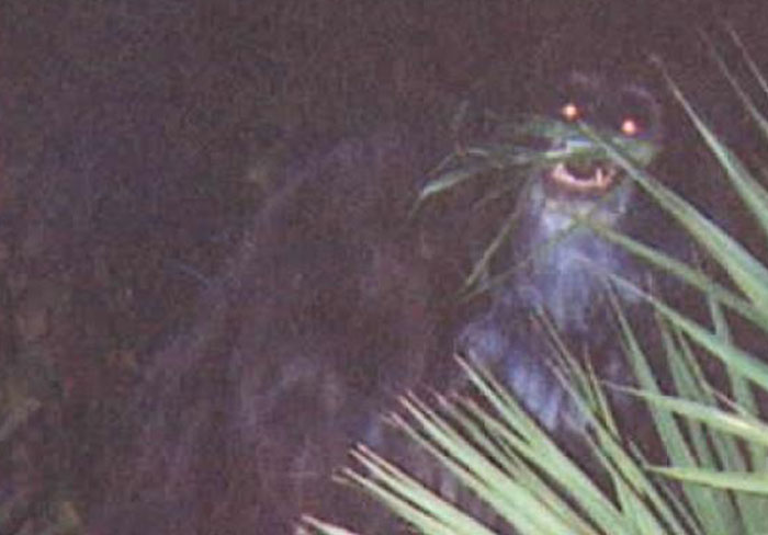 Nighttime photo showing unknown glowing eyes and creature in bushes