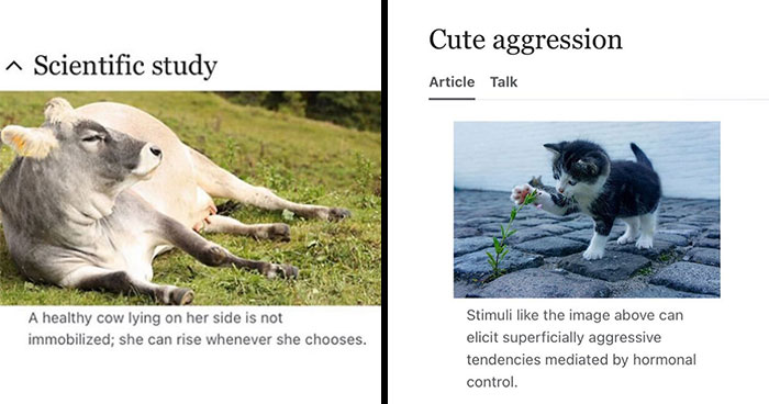 This Page Is Dedicated To The Weird Side Of Wikipedia, And Here Are 69 Of The Best Animal-Related Examples