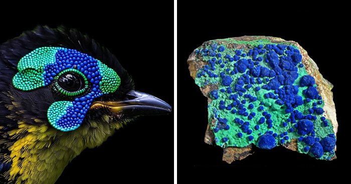 Artist Creates 75 Fascinating Collages Revealing Nature’s Overlooked Repeating Patterns