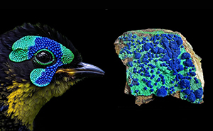 Artist Creates 75 Fascinating Collages Revealing Nature’s Overlooked Repeating Patterns