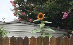 87 Best And Worst Neighbors Who Make Sure Life In Their Neighborhood Never Gets Boring (New Pics)