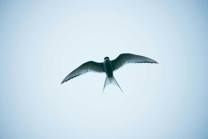 Bird flying in clear sky representing random facts about animals