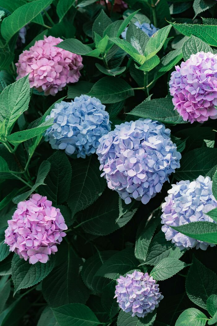 Colorful hydrangea flowers symbolizing random facts about nature