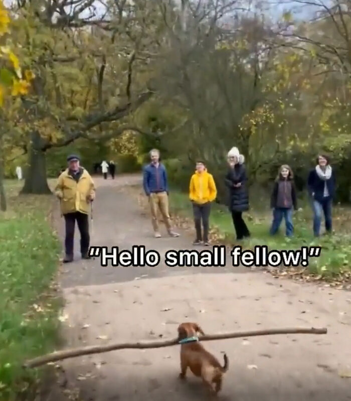 Small dog carrying big stick greeted by people in park
