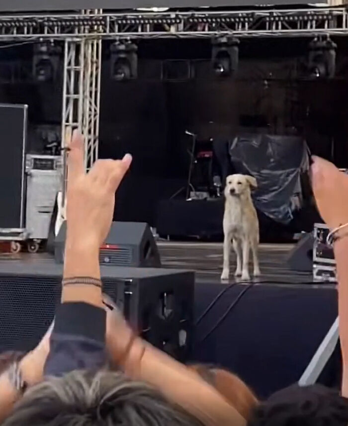 Dog standing on stage during concert with crowd hands raised