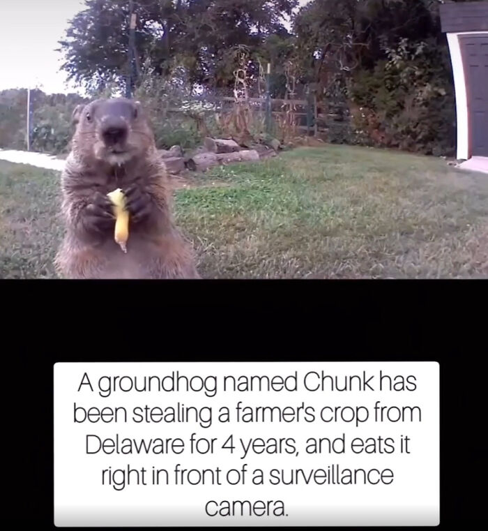 Groundhog steals farmer's crop caught on surveillance camera