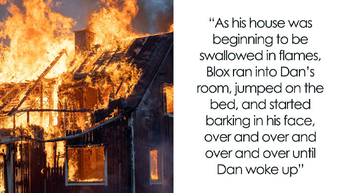 “That Dog Saved My Life”: 48 Survival Stories That Prove We Can’t Live Without Animals