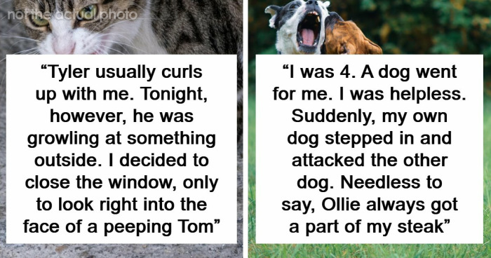 “That Dog Saved My Life”: 48 Survival Stories That Prove We Can’t Live Without Animals