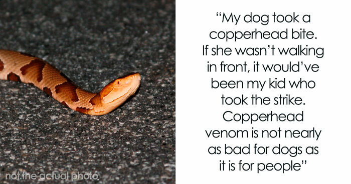“That Dog Saved My Life”: 48 Survival Stories That Prove We Can’t Live Without Animals