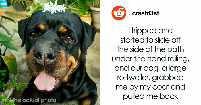 “That Dog Saved My Life”: 48 Survival Stories That Prove We Can’t Live Without Animals