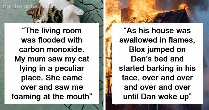 “That Dog Saved My Life”: 48 Survival Stories That Prove We Can’t Live Without Animals