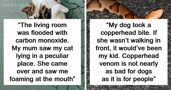 “That Dog Saved My Life”: 48 Survival Stories That Prove We Can’t Live Without Animals