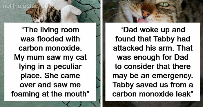 “That Dog Saved My Life”: 48 Survival Stories That Prove We Can’t Live Without Animals