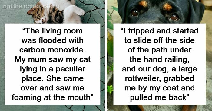 “That Dog Saved My Life”: 48 Survival Stories That Prove We Can’t Live Without Animals