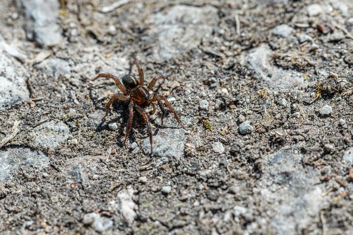 Close-up of spider on rough ground surface