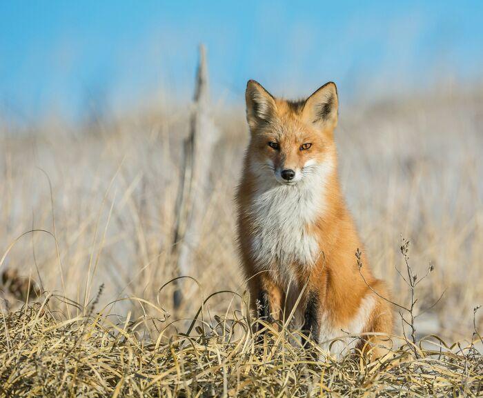 Red fox sitting in dry grass under clear blue sky in natural habitat