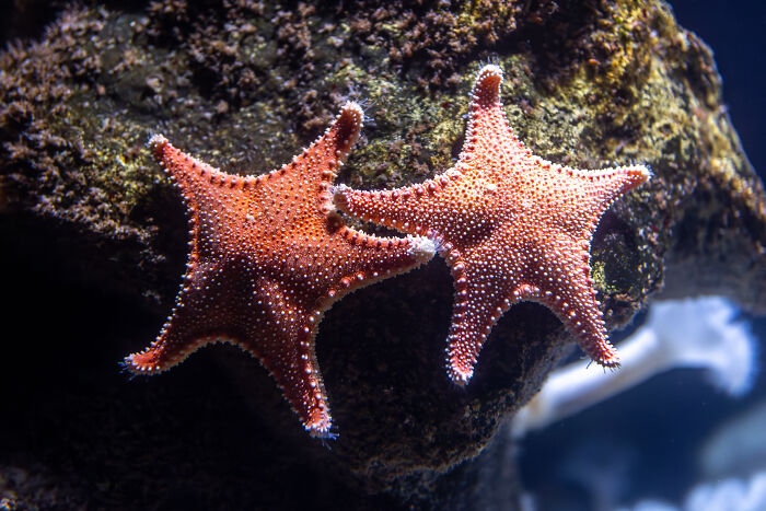 Two vibrant orange starfish cling to a dark rock, showcasing interesting fun facts about marine life.
