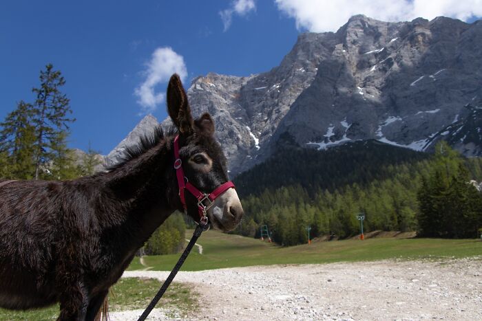 A dark donkey wearing a red halter in a mountain valley, offering fun facts from its area of expertise.