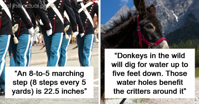 60 Fun Facts That Professionals Shared From Their Area Of Expertise
