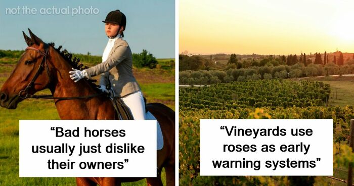 60 Fun Facts That Professionals Shared From Their Area Of Expertise