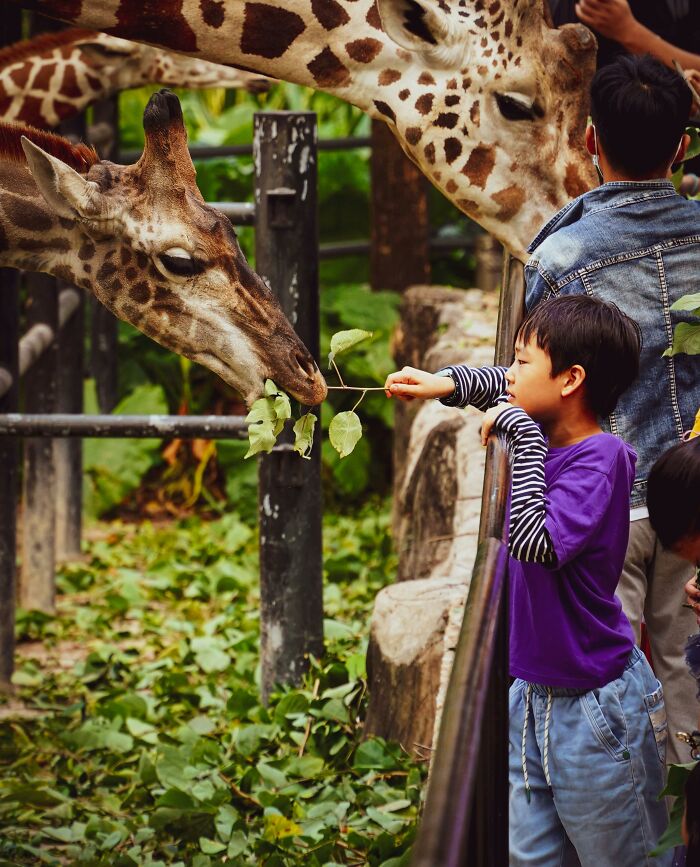 A child feeding leaves to a giraffe at a zoo, representing habits that save you money.