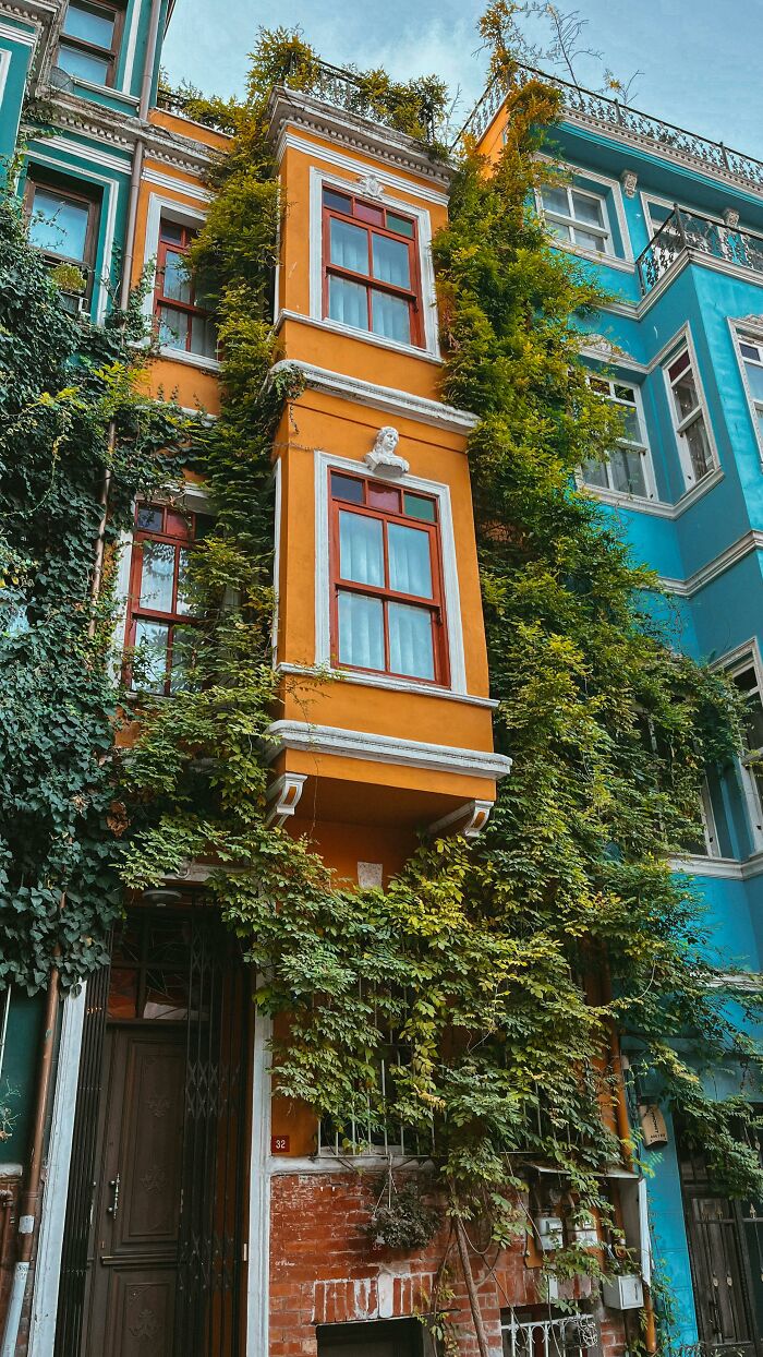 Colorful residential building covered with green vines