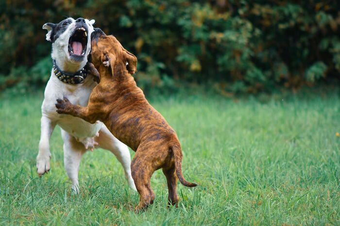 Two dogs play aggressively on grass outdoor