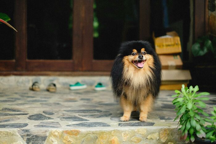 Small fluffy dog standing on stone porch with happy expression, neighbors from hell theme