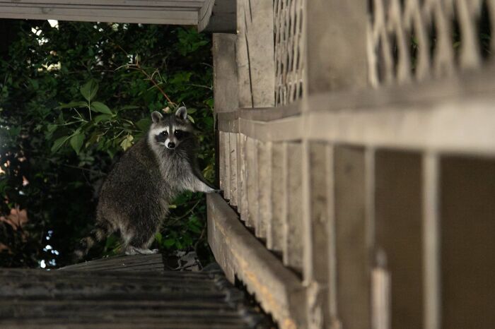 Raccoon climbing on a fence near greenery at night
