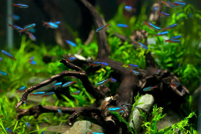 Glitches in the Matrix: A school of neon tetra fish swimming in an aquarium, with green plants and driftwood.