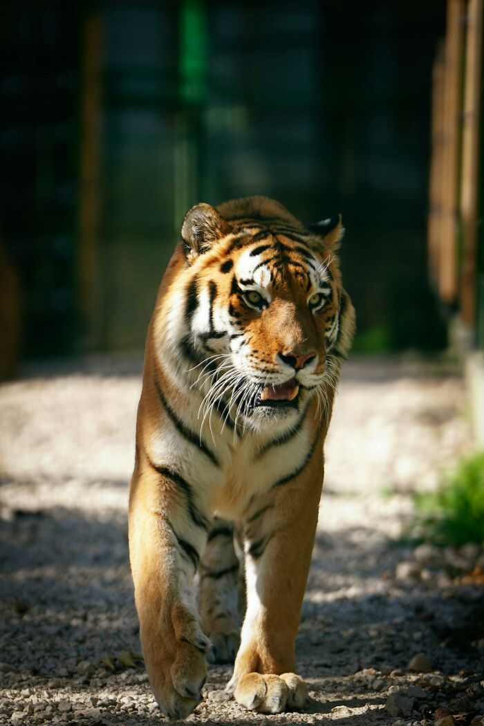 A tiger walks toward the camera on a gravel path, its striped fur and alert gaze highlighting disturbing d***h stories.