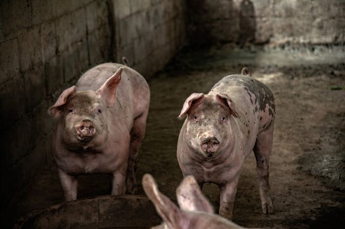 Two dirty pink pigs in a dark, muddy pen, looking directly at the viewer. Disturbing d***h stories.