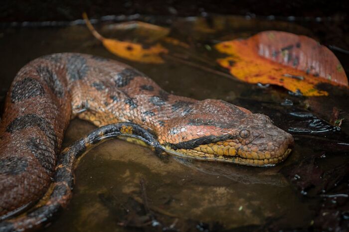 A large, brown and black snake submerged in murky water with a dried orange leaf floating nearby. Disturbing d***h stories.