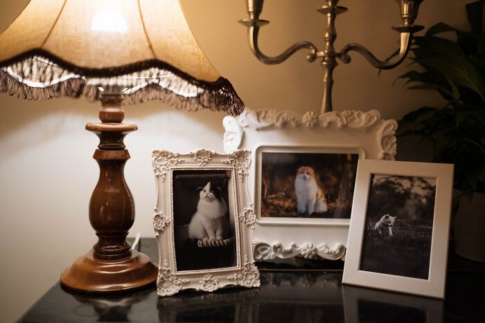 A warm-lit room with framed cat photos, a lamp, and a candelabra. A glitch in the matrix of decor.