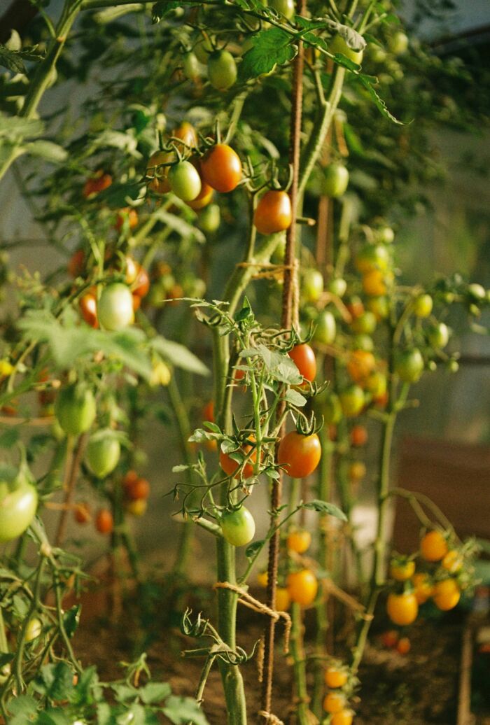 Tomato plants growing with ripe and unripe tomatoes