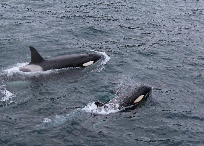 Two orcas swimming close to the ocean surface with visible dorsal fins
