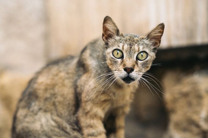 Curious cat in front of blurred wall, courtroom story wild