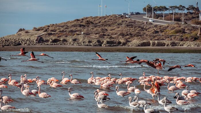 Flock of flamingos by water with some flying near a coastal road