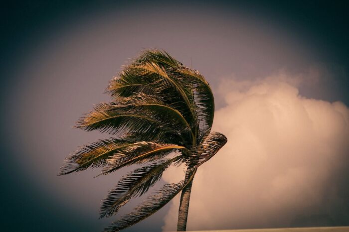 Palm tree bending in strong wind with cloudy sky