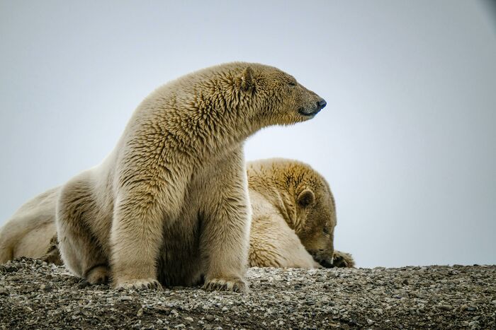 Two polar bears resting on rocky ground