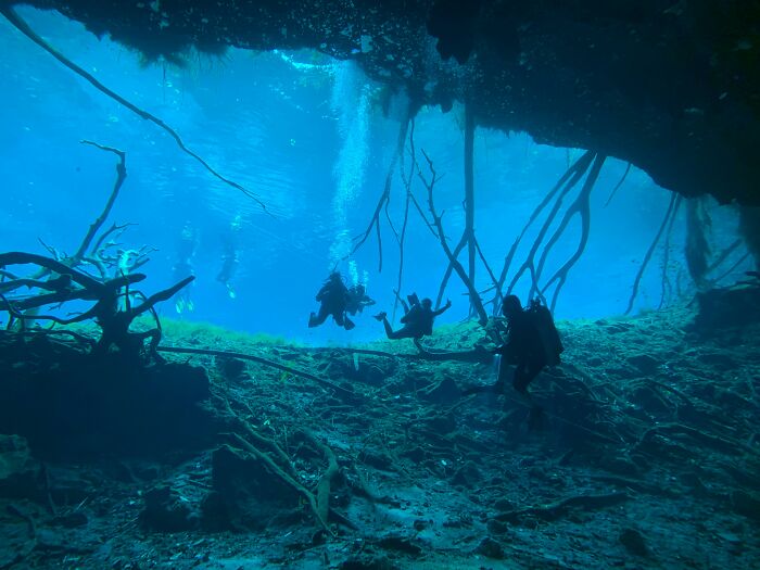 Scuba divers exploring an underwater cave with tree roots and clear blue water