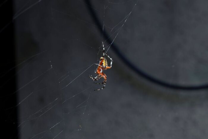 Close up of spider hanging on web against dark background