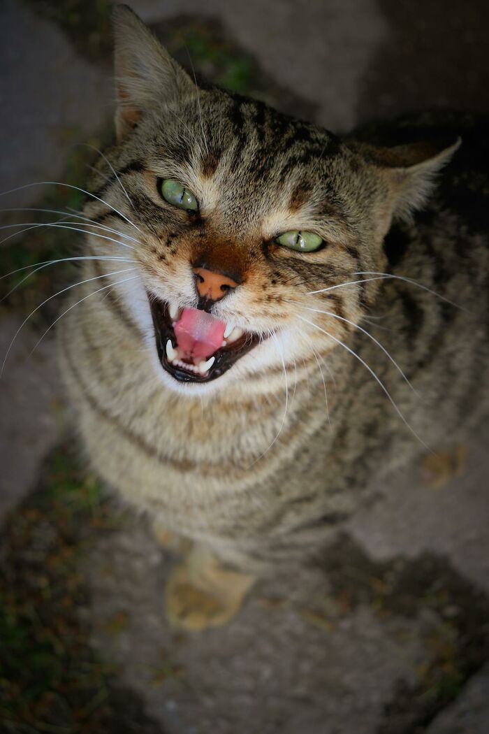 Tabby cat looking up with mouth open