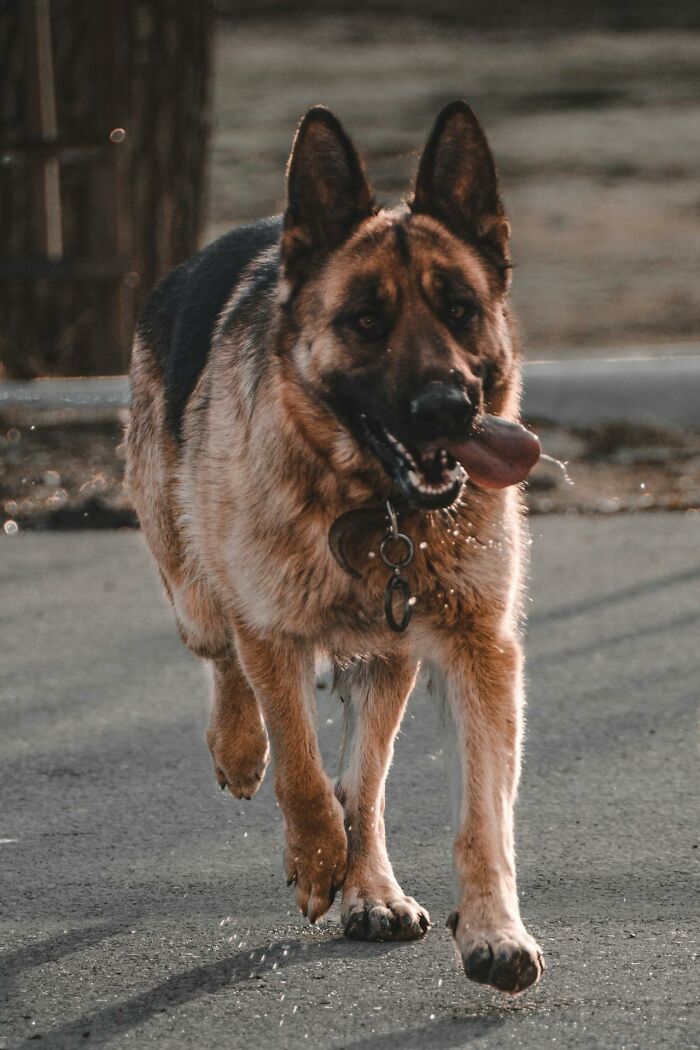 German shepherd dog walking on pavement with tongue out