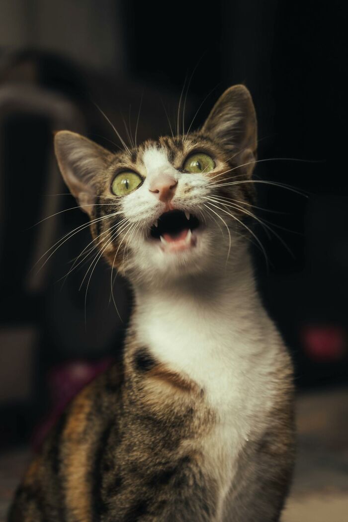 Tabby cat with green eyes looking and meowing