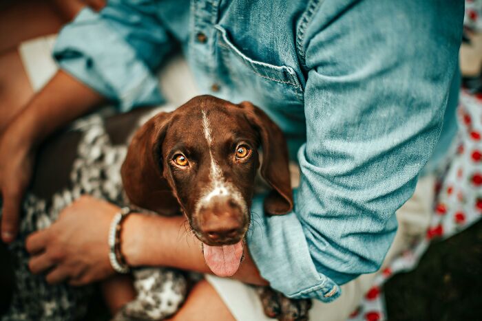Brown dog with expressive eyes sitting on person's lap wearing denim jacket