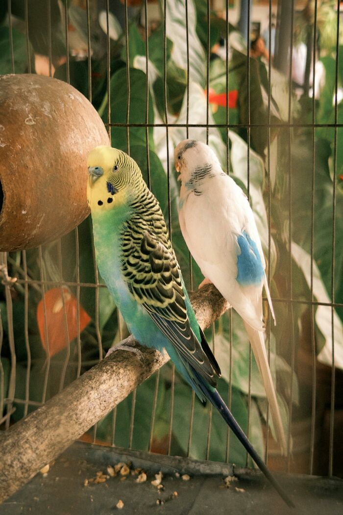 Two colorful birds perched on branch inside a cage
